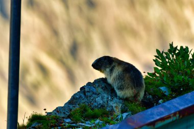 Alpine Marmot in swiss alps nature wildlife animal. High quality photo clipart