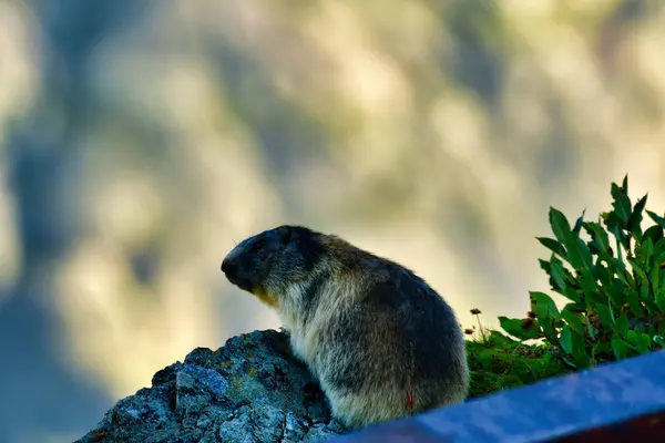 İsviçre Alp Dağları 'ndaki Alp Marmot doğa hayvanlarını avlar. Yüksek kalite fotoğraf