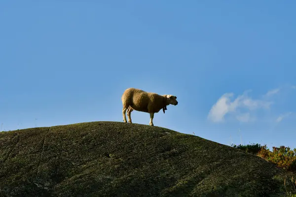 İsviçre Alplerindeki koyunlar Çayır ve Kaya 'da açıkta. Yüksek kalite fotoğraf