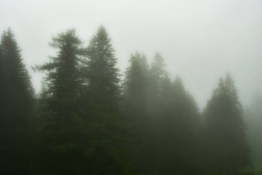 Gizemli Orman Silüeti Sis Arkaplan Ağaçları. Yüksek kalite fotoğraf