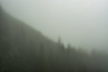 Gizemli Orman Silüeti Sis Arkaplan Ağaçları. Yüksek kalite fotoğraf