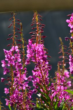 Kan gevşemiş pembe çalılar, çalıları silip yaban arıları, bitki örtüsü, doğa çiçekleri siler. Yüksek kalite fotoğraf