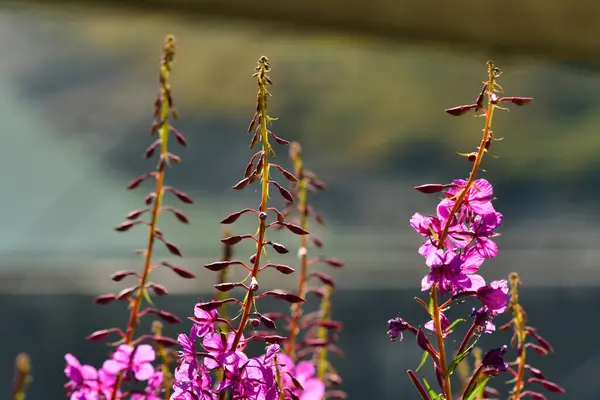 stock image Blood loosestrife pink shrub withe bes and bumblebees flora Nature alps flower. High quality photo