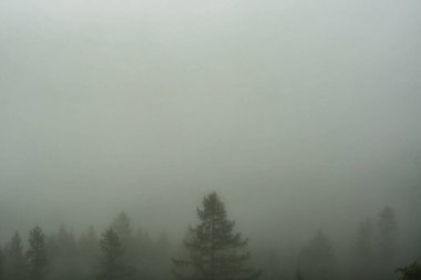 Gizemli Orman Silüeti Sis Arkaplan Ağaçları. Yüksek kalite fotoğraf