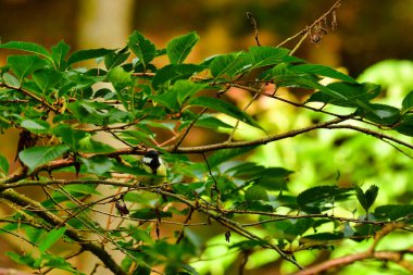  blue tit bird nature wildlife animal wild . High quality photo