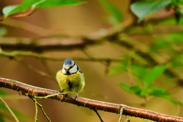  blue tit bird nature wildlife animal wild . High quality photo