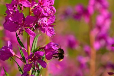 Blood loosestrife pink shrub withe bes and bumblebees flora Nature alps flower. High quality photo clipart