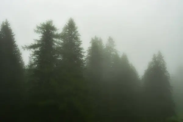 Gizemli Orman Silüeti Sis Arkaplan Ağaçları. Yüksek kalite fotoğraf