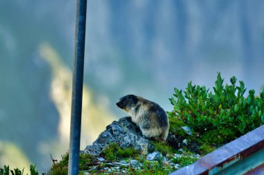 marmot in swiss alps animal wild nature. High quality photo clipart