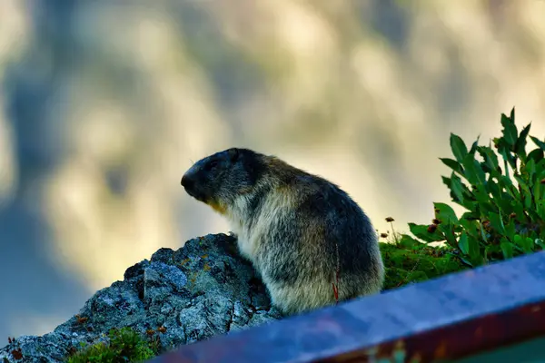 İsviçre Alpleri 'ndeki dağ sıçanı vahşi doğayı besler. Yüksek kalite fotoğraf