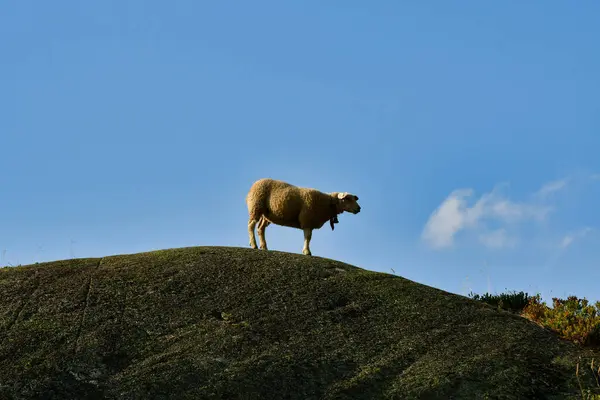 İsviçre 'de granit kaya üzerinde koyun. Yüksek kalite fotoğraf