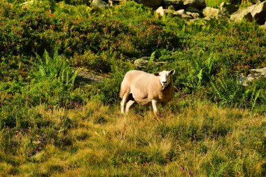 Sheep in swiss alps wild exposed on meadow and Rock . High quality photo clipart