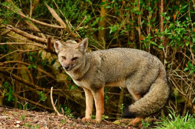 Wild fox in Chile Patagonia Beautiful Animal. High quality photo clipart