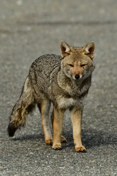 Şili Patagonya 'da vahşi tilki. Güzel Hayvan. Yüksek kalite fotoğraf
