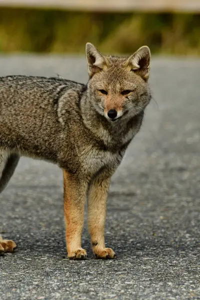 Şili Patagonya 'da vahşi tilki. Güzel Hayvan. Yüksek kalite fotoğraf