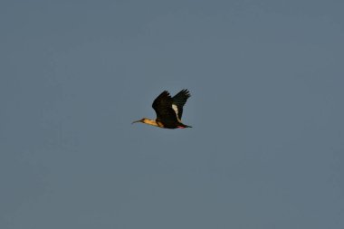 Siyah yüzlü Banduria kuşu uzun gagalı Şili. Yüksek kalite fotoğraf