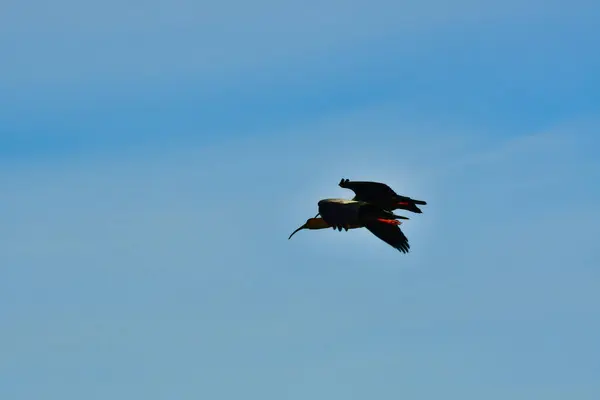 Siyah yüzlü Banduria kuşu uzun gagalı Şili. Yüksek kalite fotoğraf