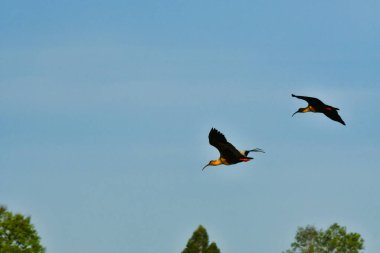 Black-faced ibis Banduria bird with long beak Chile. High quality photo clipart