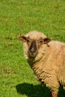 Sheep lamb on meadow in Patagonia Chile black white. High quality photo clipart