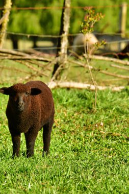 Sheep lamb on meadow in Patagonia Chile black white. High quality photo clipart