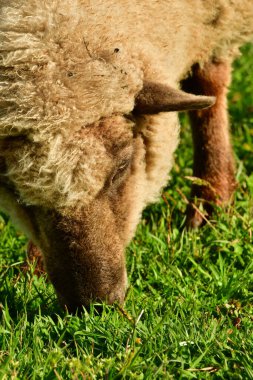 Sheep lamb on meadow in Patagonia Chile black white. High quality photo clipart