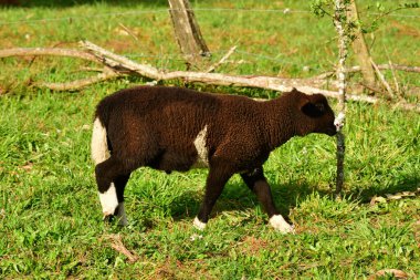 Sheep lamb on meadow in Patagonia Chile black white. High quality photo clipart