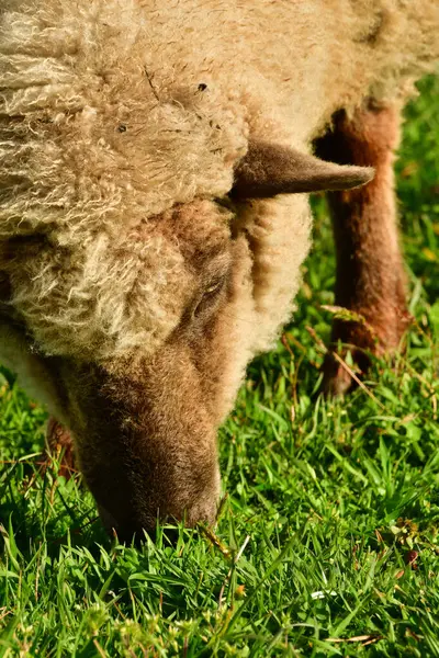 Patagonya 'da otlakta koyun eti, siyah beyaz. Yüksek kalite fotoğraf