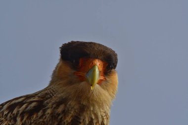 crested caracara Bird Mexican Eagle bird of prey falcon chile patagonia animal. High quality photo clipart