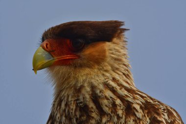 crested caracara Bird Mexican Eagle bird of prey falcon chile patagonia animal. High quality photo clipart