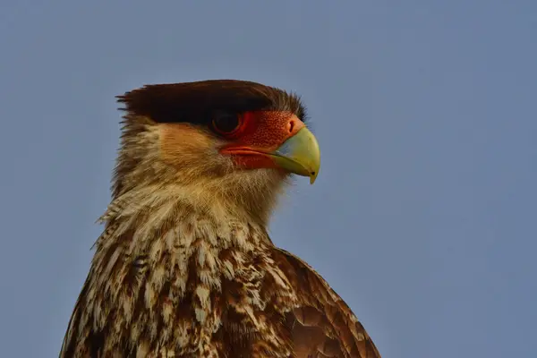 Caracara Kuşu Meksika Kartalı yırtıcı şahin, patagonya hayvanı. Yüksek kalite fotoğraf