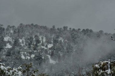 Kışın Araucania Araukaria Ormanı 'nda kar harikalar diyarı Şili patagonisi. Yüksek kalite fotoğraf