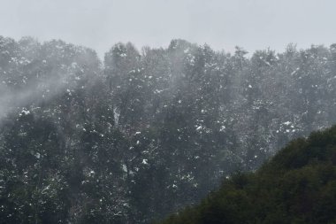 Araucania araukaria Forest in winter with snow wonderland chile patagonia. High quality photo clipart