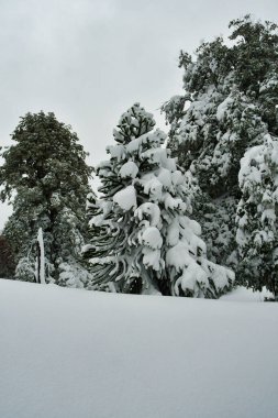 Araucania araukaria Forest in winter with snow wonderland chile patagonia. High quality photo clipart