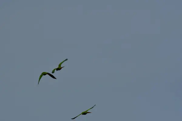 Patagonya Şili 'sinde uçan yeşil papağanlar. Yüksek kalite fotoğraf