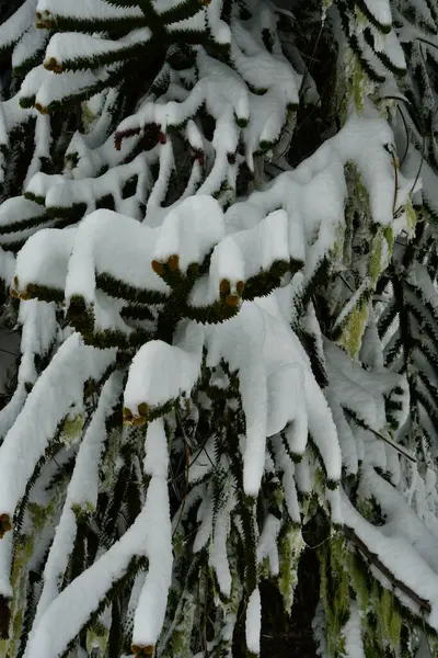 Kışın Araucania Araukaria Ormanı 'nda kar harikalar diyarı Şili patagonisi. Yüksek kalite fotoğraf