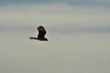 Şili patagonisi bulutlarıyla uçan mavi gökyüzünde yaygın bir akbaba. Yüksek kalite fotoğraf