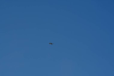 Şili patagonisi bulutlarıyla uçan mavi gökyüzünde yaygın bir akbaba. Yüksek kalite fotoğraf