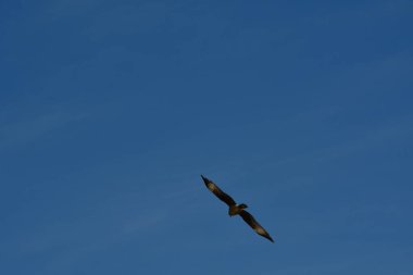 Şili patagonisi bulutlarıyla uçan mavi gökyüzünde yaygın bir akbaba. Yüksek kalite fotoğraf