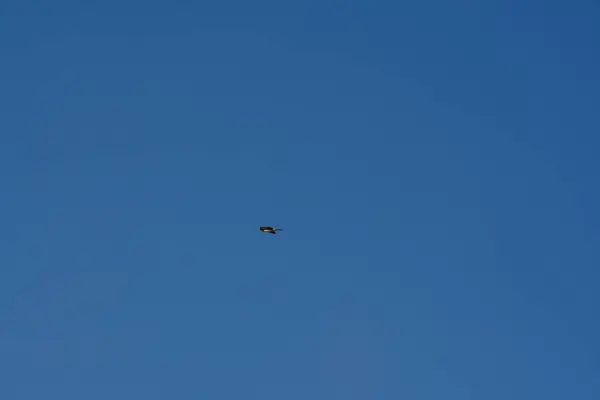 Şili patagonisi bulutlarıyla uçan mavi gökyüzünde yaygın bir akbaba. Yüksek kalite fotoğraf