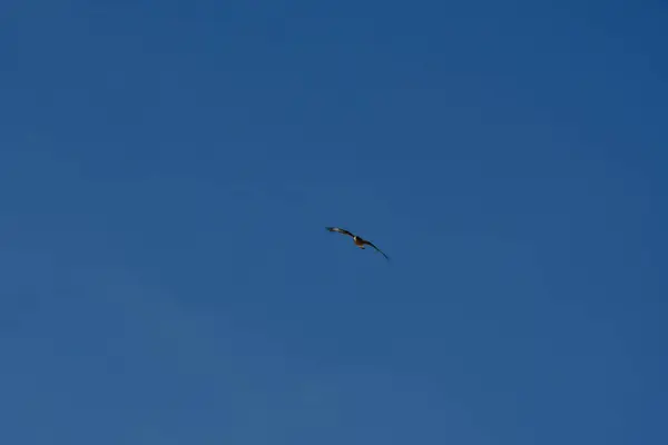 Şili patagonisi bulutlarıyla uçan mavi gökyüzünde yaygın bir akbaba. Yüksek kalite fotoğraf