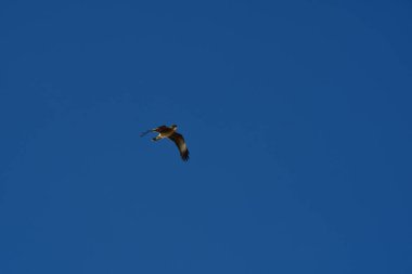 Şili patagonisi bulutlarıyla uçan mavi gökyüzünde yaygın bir akbaba. Yüksek kalite fotoğraf