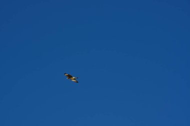 Şili patagonisi bulutlarıyla uçan mavi gökyüzünde yaygın bir akbaba. Yüksek kalite fotoğraf