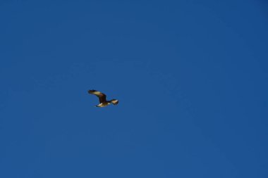 Şili patagonisi bulutlarıyla uçan mavi gökyüzünde yaygın bir akbaba. Yüksek kalite fotoğraf