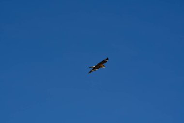 Şili patagonisi bulutlarıyla uçan mavi gökyüzünde yaygın bir akbaba. Yüksek kalite fotoğraf