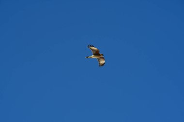 Şili patagonisi bulutlarıyla uçan mavi gökyüzünde yaygın bir akbaba. Yüksek kalite fotoğraf