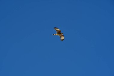 Şili patagonisi bulutlarıyla uçan mavi gökyüzünde yaygın bir akbaba. Yüksek kalite fotoğraf