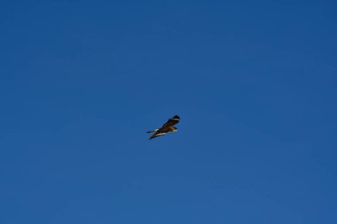 Şili patagonisi bulutlarıyla uçan mavi gökyüzünde yaygın bir akbaba. Yüksek kalite fotoğraf