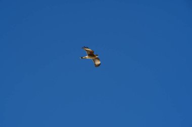 Şili patagonisi bulutlarıyla uçan mavi gökyüzünde yaygın bir akbaba. Yüksek kalite fotoğraf