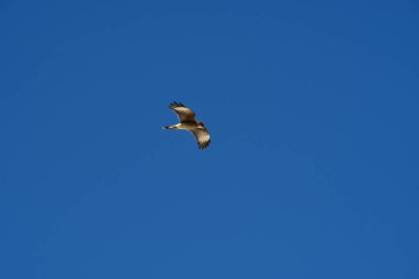Şili patagonisi bulutlarıyla uçan mavi gökyüzünde yaygın bir akbaba. Yüksek kalite fotoğraf