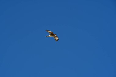 Şili patagonisi bulutlarıyla uçan mavi gökyüzünde yaygın bir akbaba. Yüksek kalite fotoğraf
